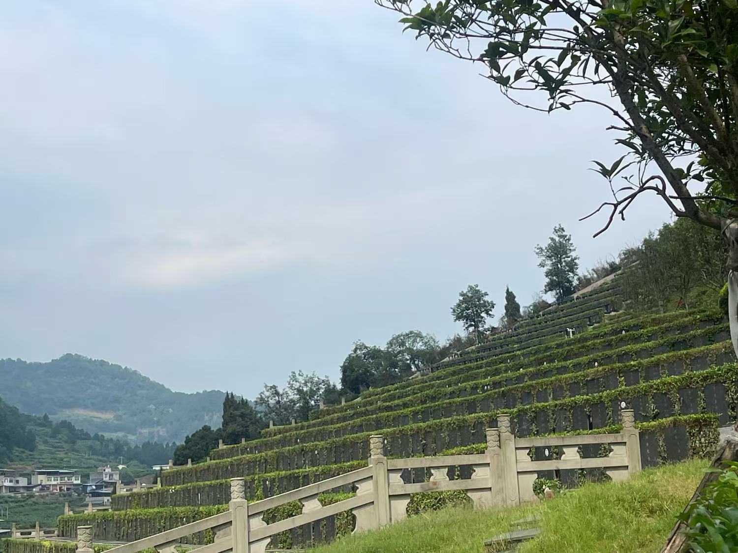 卧龙寺公墓实景3